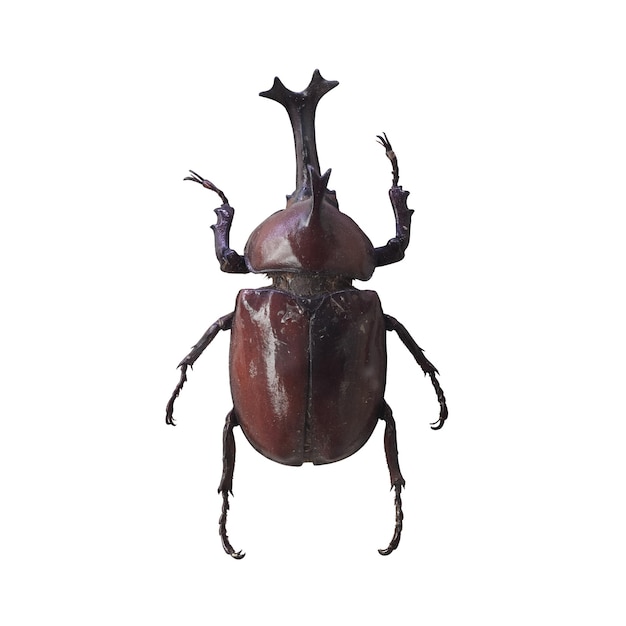 Photo rhinoceros beetle isolated on white