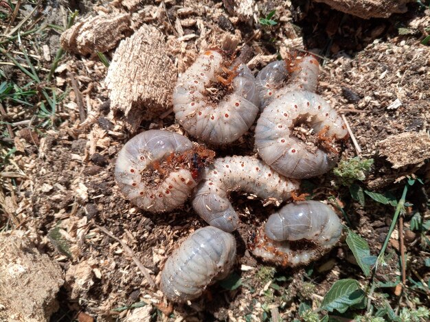 Фото Личинки жука-носорога личинки жука вытащили из гнилой древесины