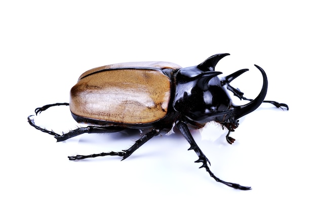 Rhinoceros beetle, Rhino beetle, Hercules beetle, Unicorn beetle, Horn beetle isolated