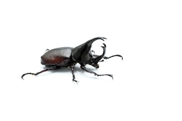 Rhinoceros beetle