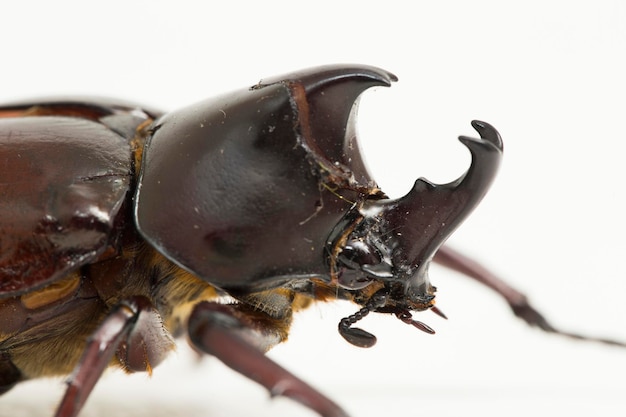 rhinoceros beetles Xylotrupes australicus isolated on white background