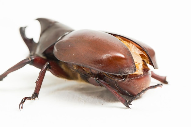 rhinoceros beetles Xylotrupes australicus isolated on white background