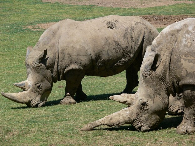 Rhinoceros eating grass