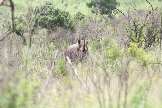 Foto il rinoceronte sul campo