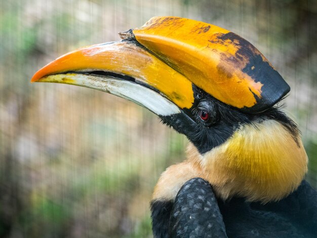 Photo rhinoceros hornbill in kuala lumpur