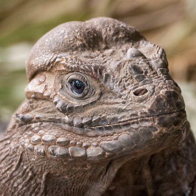 Rhinoceros Iguana、ニューサウスウェールズ州、オーストラリア。