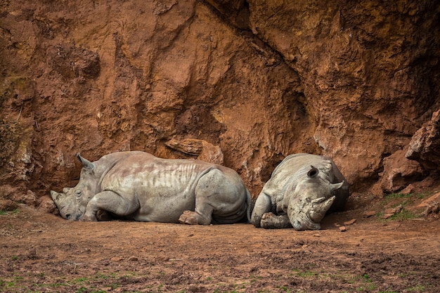 Носорог - это любое млекопитающее семейства Rhinocerotidae.