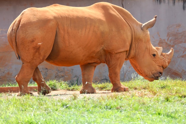 A rhinoceros is seen in a zoo.
