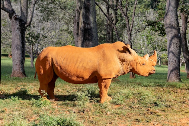 A rhinoceros is standing in a field.