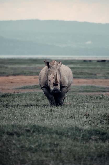 Foto il rinoceronte in kenya