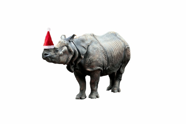 Rhinoceros in Santa Claus hat isolated over white background, merry christmas concept