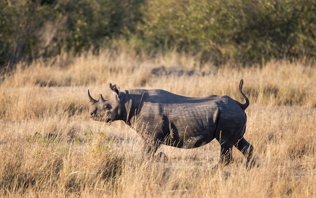 Rhinoceros in the savannah.