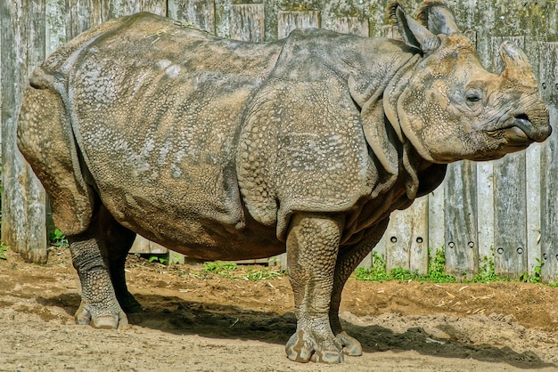 Photo rhinoceros standing on field