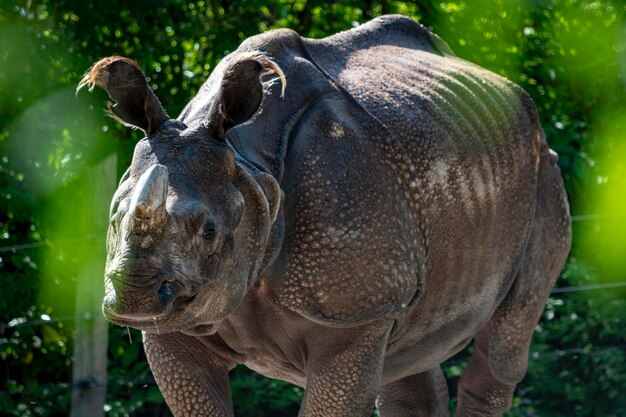 写真 動物園に立っているサイ