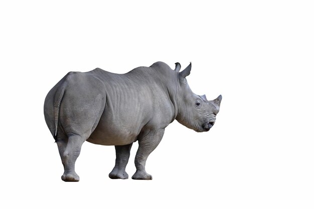 Rhinoceros standing isolated on white background.