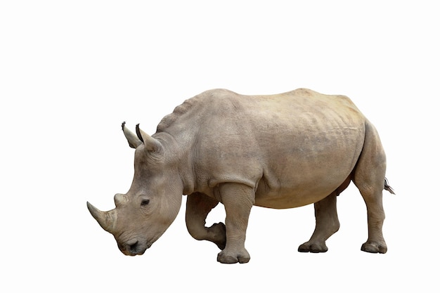 Rhinoceros standing isolated on white background.