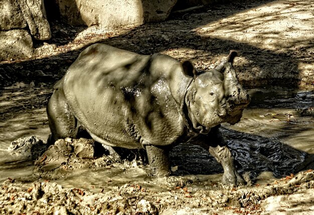 Foto un rinoceronte in piedi su un campo fangoso