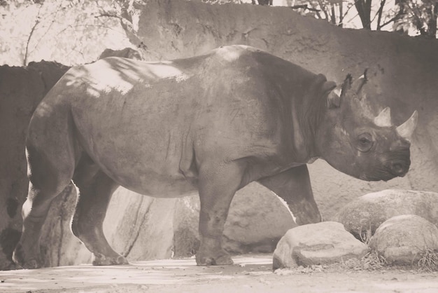Rhinoceros standing at zoo