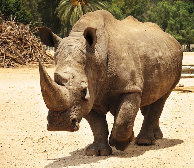 Rhinoceros walking slowly through safari in high definition