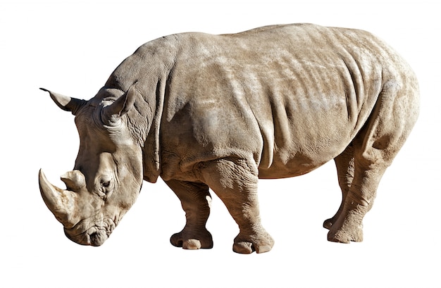  rhinoceros on white background