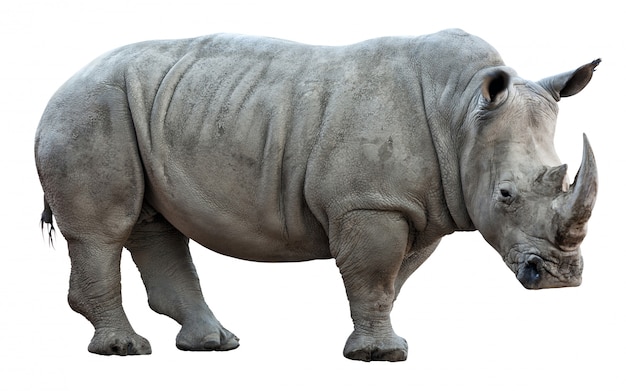 носорог на белом фоне