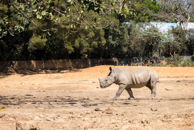 Rhinoceros in the zoo park