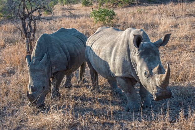 Rhinos walking on a meadow