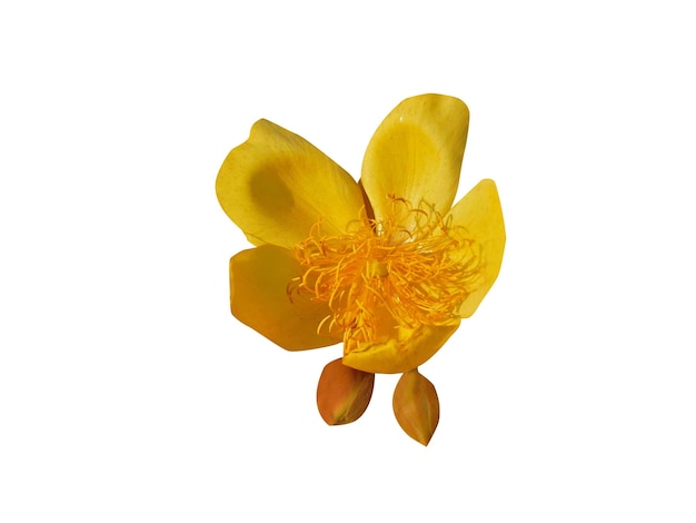 Rhizome and flowers of Cochlospermum regium or yellow cotton tree plant have antioxidant properties