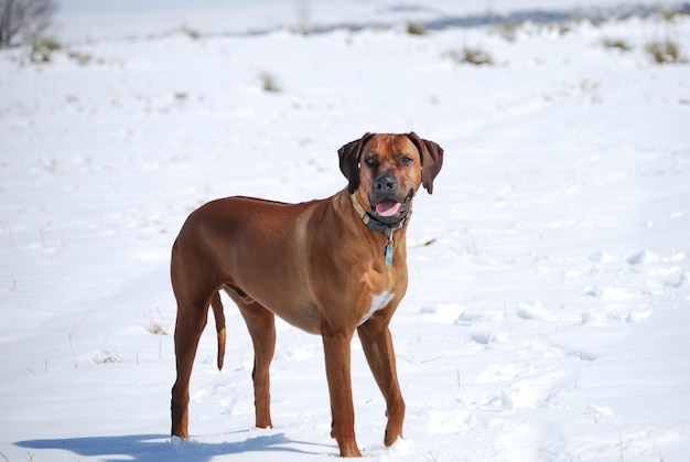 Foto rhodesiaanse ridgeback op een besneeuwd veld