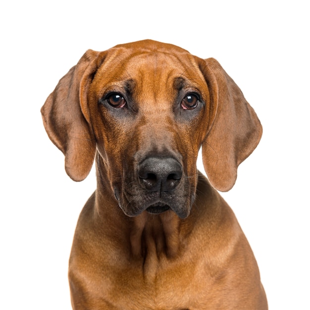 Rhodesian Ridgeback, 5개월, 흰색 배경 앞