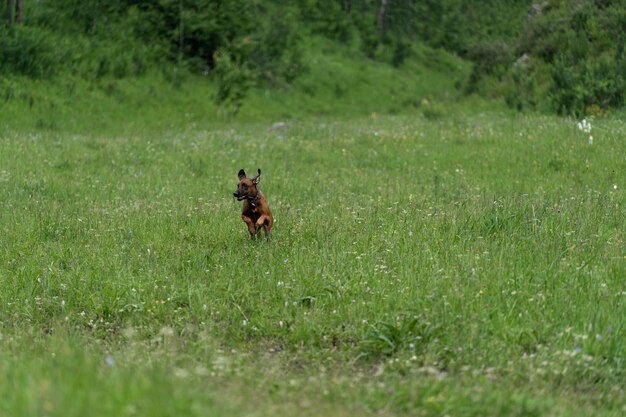 Rhodesian ridgeback die op het gras rent