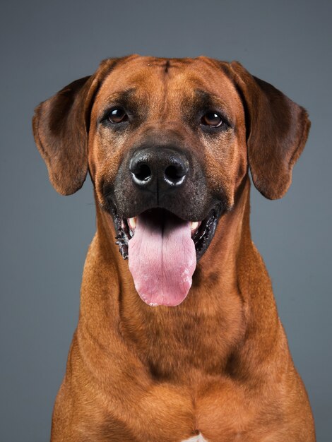 Rhodesian Ridgeback 개 스튜디오에서 회색 배경에 고립