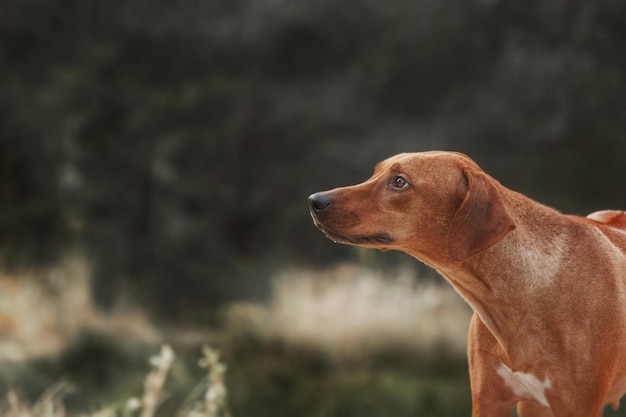 Rhodesian Ridgeback 개 야외 초상화