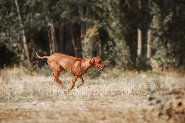 ローデシアン ・ リッジバック犬の屋外のポートレート