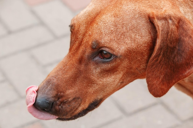 Rhodesian Ridgeback 개 야외 초상화