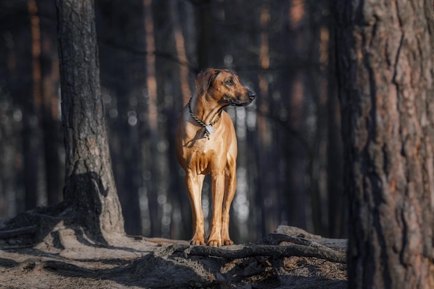 Rhodesian Ridgeback 개 야외