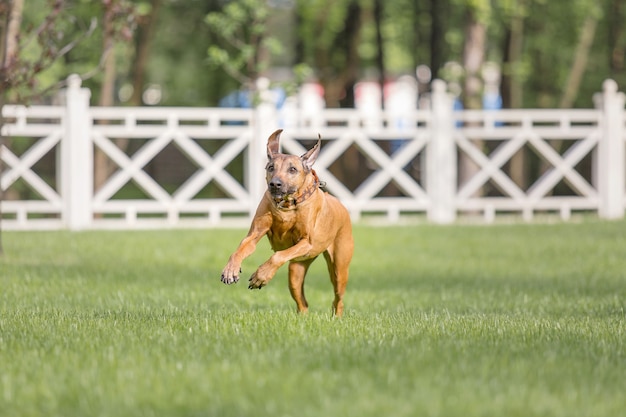 Rhodesian Ridgeback hond buiten Lente