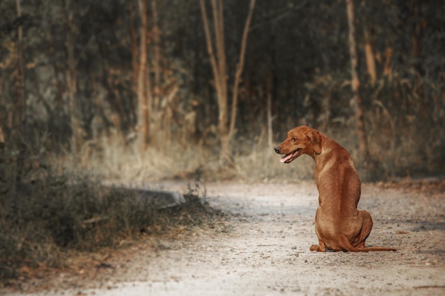 Rhodesian Ridgeback hond buiten portret