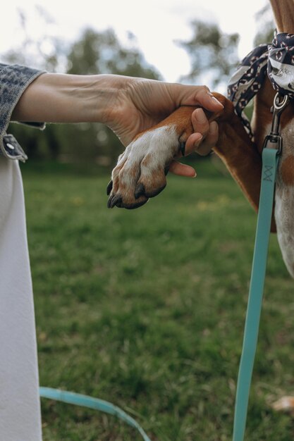 Rhodesian Ridgeback-hond geeft poot om onherkenbare vrouw bij te snijden tijdens training