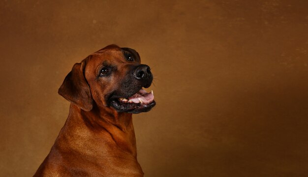 Rhodesian ridgeback-hond op bruine achtergrond