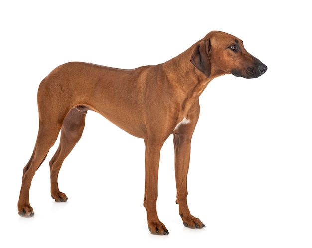 Rhodesian Ridgeback in studio