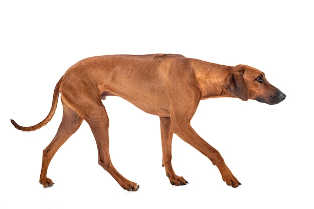 Rhodesian Ridgeback op wit