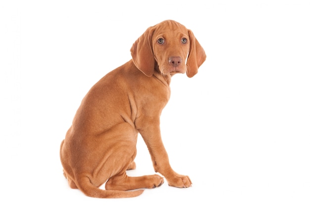 Rhodesian Ridgeback puppy isolated on white, looking at camera.