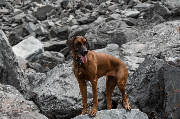 ローデシアン・リッジバックは、岩の隣の大きな岩の上に立っています。犬と一緒に頂上に登る。犬と一緒に旅行する