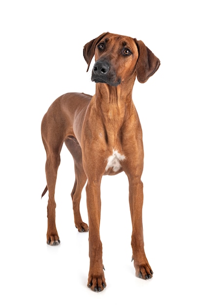 스튜디오에서 Rhodesian Ridgeback