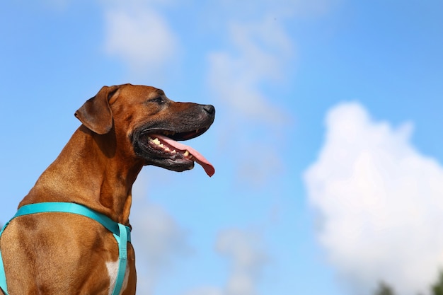 Rhodesian ridgeback for a walk outdoors on a field