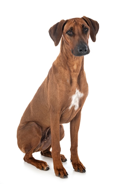 고립 된 백색에 Rhodesian Ridgeback