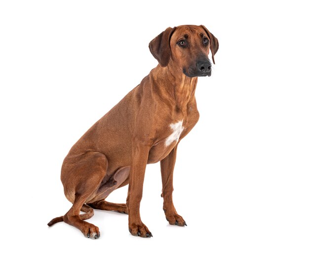 고립 된 백색에 Rhodesian Ridgeback