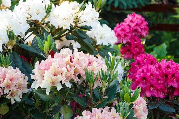 Rhododendron (azalea) bloemen van verschillende kleuren in de lentetuin