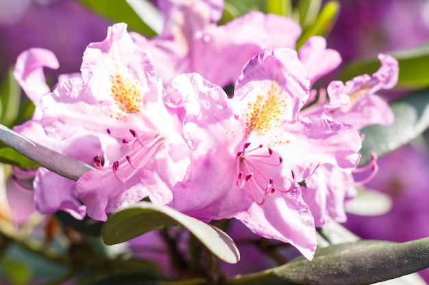 Rhododendron (azalea) flowers of various colors in the spring garden